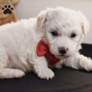 Bobby, Bichon Frise Puppy